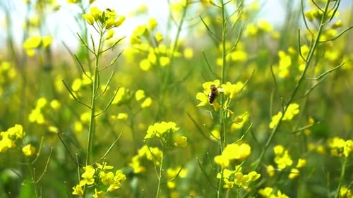 Small Bee Gathering Pollen From Bright Yellow Wildflowers In Meadow