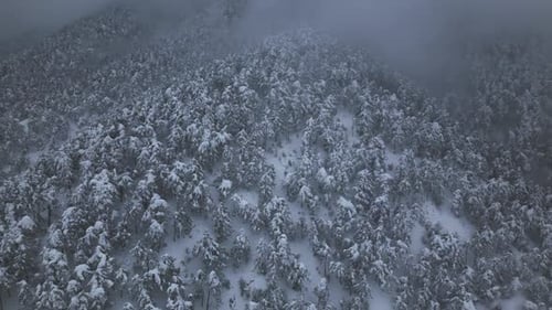 Aerial View of Snowy Mountain Forest in Winter