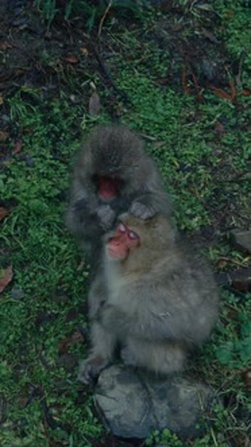 Singes des neiges en hiver au Japon