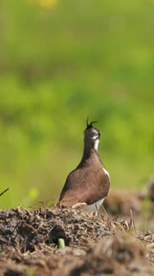 Northern Lapwing ou Peewit In