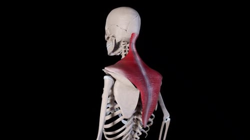 3D Animation of Human Trapezius Muscle Anatomy on Skeleton