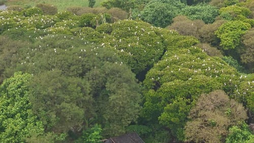 Aerial View of Tropical Forest with White Birds
