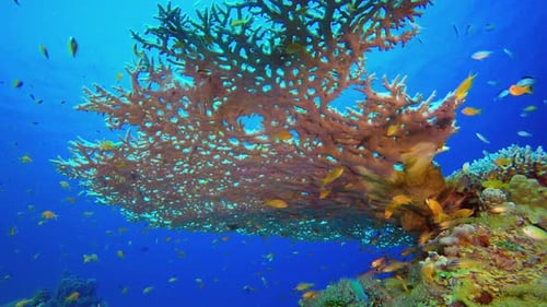 Tropical Colourful Fish