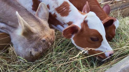 The brown and beige cattle are feeding on hay in a row inside the barn.