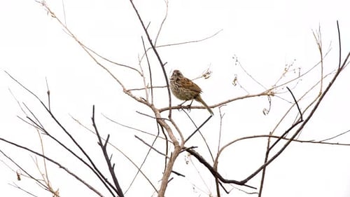 Sparrow Sings Song from a Branch
