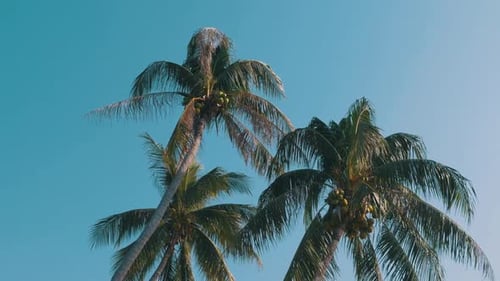 Palm Tree with Coconuts Against the Blue Sky Big Green Coconuts Thailand