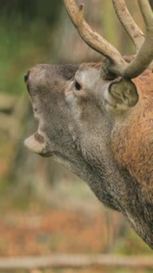 Cerf élaphe d'Europe mâle de Biélorussie