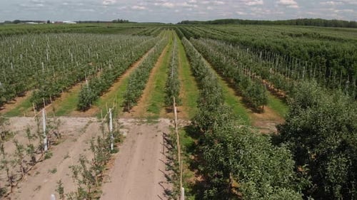 Aerial dolly left over the young apple trees in big farm orchard