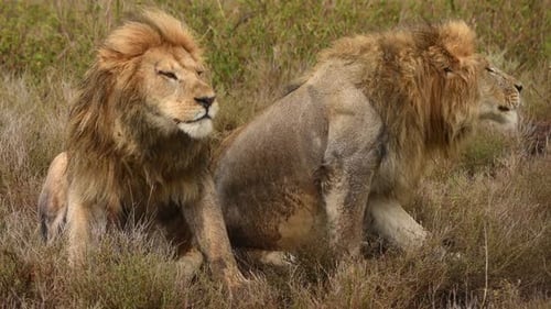Un lion d'Afrique dévorant une antilope lors d'un safari en Tanzanie