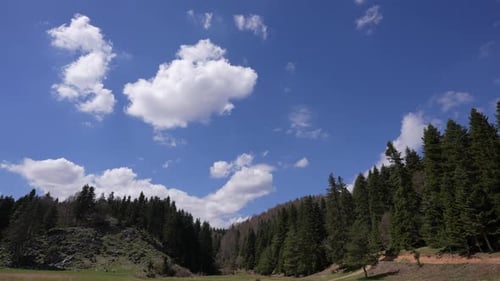 Forest and Clouds Timelapse