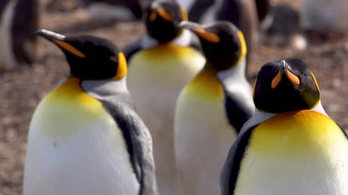 King Penguins Standing on a Rocky Shore