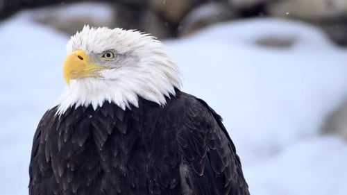 Bald Eagle Standing in Snow