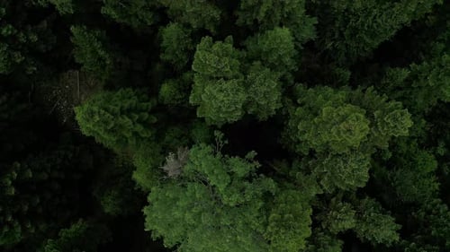 Dense Green Forest Canopy Top View