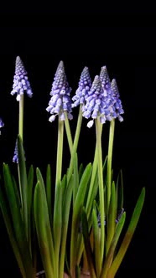 Blooming Hyacinth Flowers Time Lapse on Black