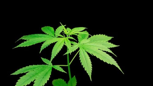 Marijuana Plant Growing