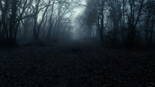Zoom Out Through Creepy Foggy Dark Forest.