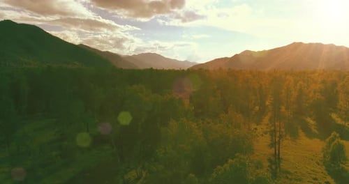 Aerial View Low Flight Above Evergreen Pine Tree Landscape with Endless Mountain Forest at Sunny