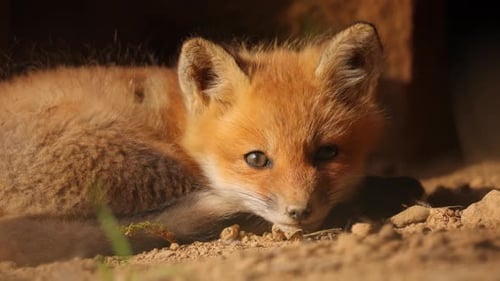 Extreme closeup of Curious Baby Red Fox Pup Watching Butterfly Flying in foreground Cinematic 4K