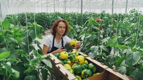 Woman Harvesting Colorful Bell Peppers in Greenhouse