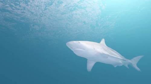 Realistic 3D Shark Swimming Underwater Motion Graphic