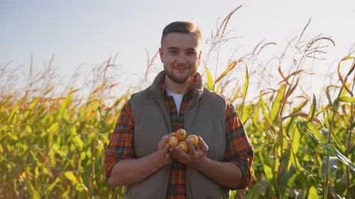 Satisfied Farmer Showing Corn Cobs in a Field at Sunset
