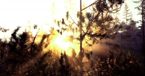 Sunlight Filtering Through Trees in a Peaceful Forest During Golden Hour