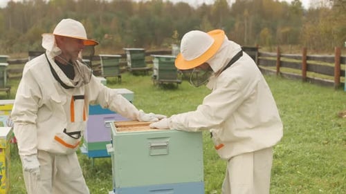 Beekeeper Using Hive Tool on Wooden Frame