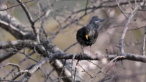 Schwarze Vogelmeise am Blütenbaum