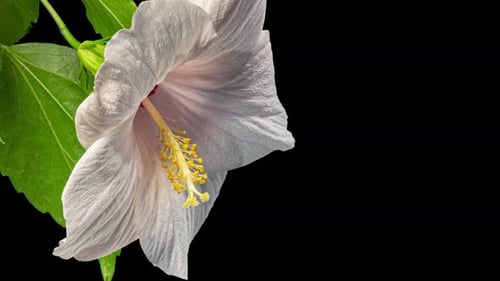 White Hibiscus Flower Blooming on Black Background Time-Lapse