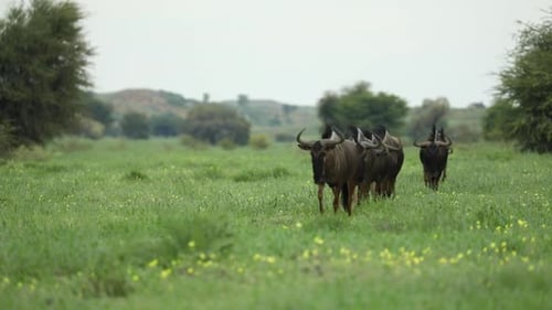Wide shot of a small herd of Blue Wildebeest walking towards the camera before turning and walking o