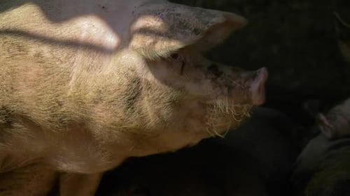 Gut ernährtes, fettes, fleischiges Schwein sitzt in einer Scheune und spendet Schatten