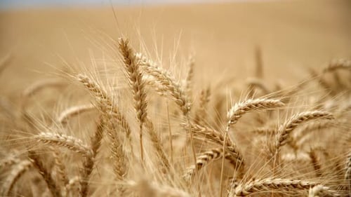 Golden Field With Wheat Ripe Crops In Springtime. Rack Focus Shot
