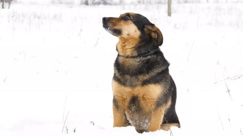Stray Dog in Nature. Portrait of Homeless Dog Looking to the Camera Close up in Snow Covering