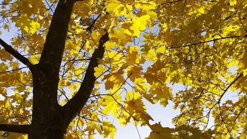Autumnal Trees with Golden Yellow Leaves and Blue Sky