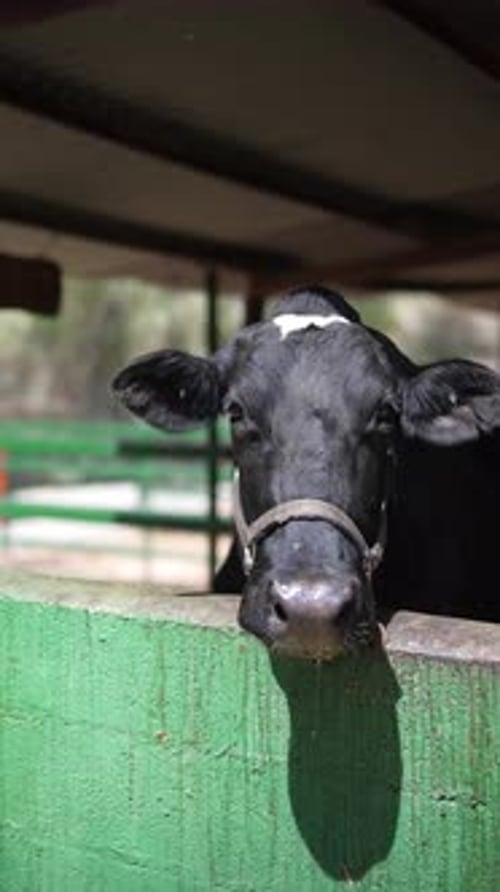 A Closeup View of a Black Cow in a Pen with Agriculture Livestock and Farming Keywords