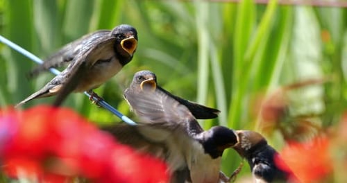 Barn swallows (Hirundo rustica) feeding chicks, Southern France