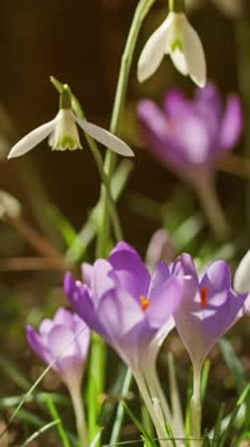 Spring Flowers Blooming in the Sunlight