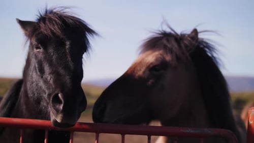 Two Icelandic Horses Standing By Fence on Sunny Farm
