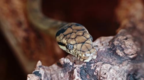 Close-up shot of a snake's head with intense eyes resting on a wooden log