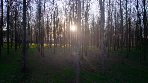 Forêt