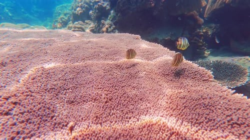 Arrecifes de coral bajo el agua
