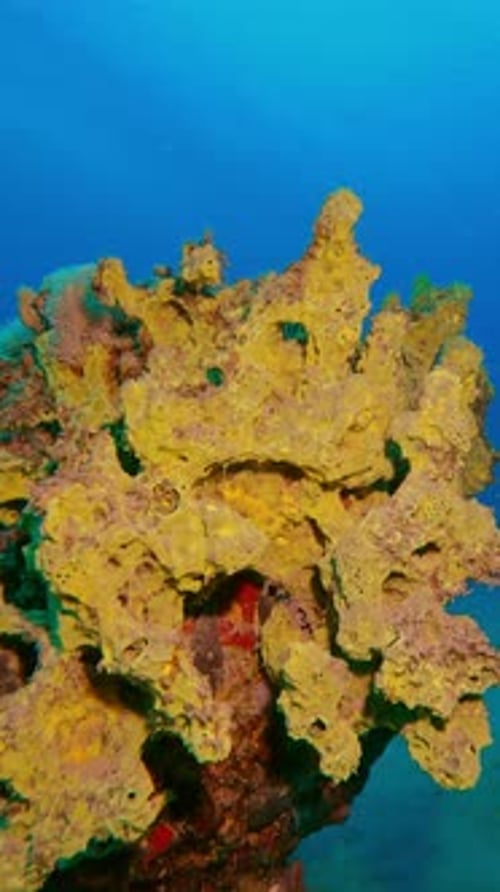 camera approaching Bright Yellow-green Sponge on coral reef top in deep