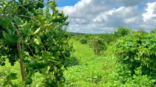 Green Fruit Growing on Trees in Rural Setting