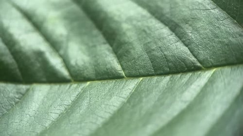 Macro Green Texture Leaf Background