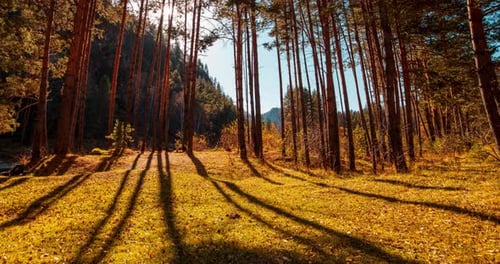 Mountain Evergreen Pine Tree Forest Time Lapse at the Summer or Autumn Time Wild Nature Clear Water