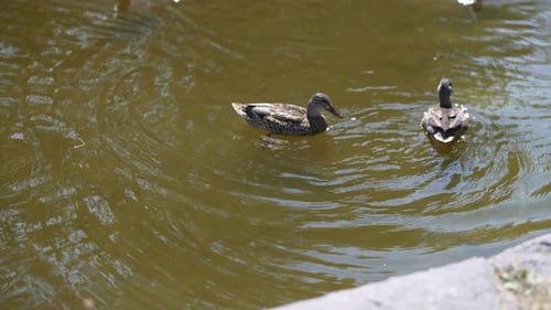 Wild ducks swimming in clear pond water in a garden. slow motion video of ducks swimming around and