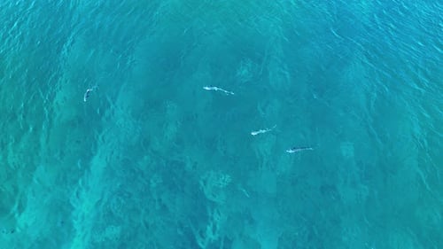 Aerial view of sharks swimming in the sea, Maldives.