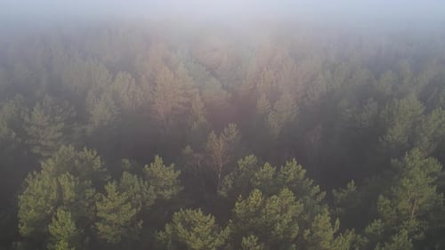 Above Sunny Foggy Forest