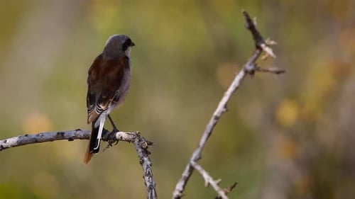 Red-backed Shrike in Kruger National park, South Africa