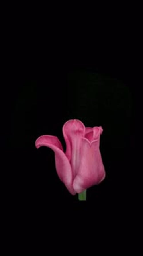 Blooming Pink Tulip on Black Background With Chroma Key